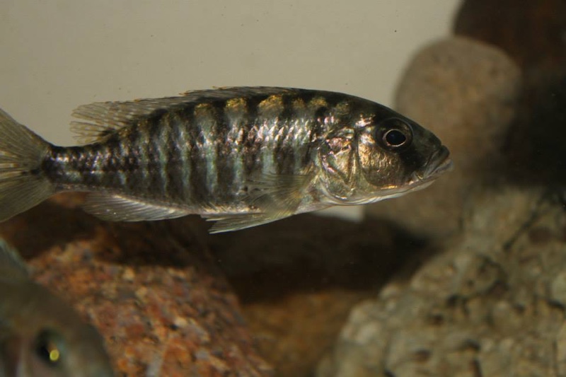Sciaenochromis sp. 'nyassae' Liwani